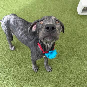 Renu -  Mixed Breed Dog for Adoption in Titusville, Florida - Renu | PetCurious