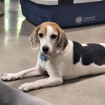 Beagle Dogs Available for Adoption in Daphne, Alabama - Phoebe | PetCurious