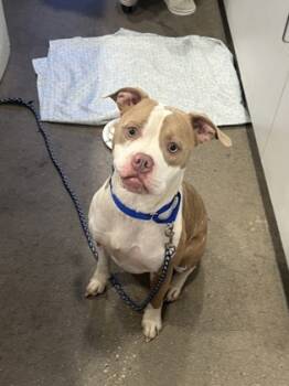 Rescue Mixed Breed Dogs for Adoption in West Chester, Pennsylvania - Quervo | PetCurious