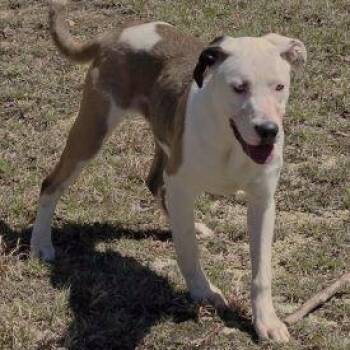 Rescue Husky Dogs for Adoption in Philippi, West Virginia - Skeeter | PetCurious