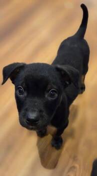 Chihuahua and German Shepherd Dog Dogs Available for Adoption - Sheldon | PetCurious