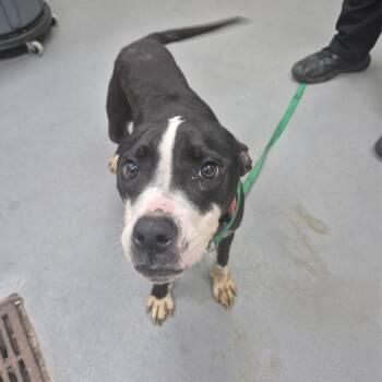 Mixed Breed Dogs Available for Adoption in Columbus, Georgia - Comet 2611 | PetCurious