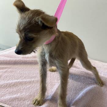 IVHS-Stray-140281 -  Terrier Dog for Adoption in San Gabriel, California - IVHS-Stray-140281 | PetCurious