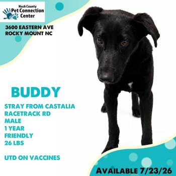 BUDDY  Available 7/23 - ADOPTION or RESCUE! -  Mixed Breed Dog for Adoption in Nashville, North Carolina - BUDDY  Available 7/23 - ADOPTION Or RESCUE! | PetCurious