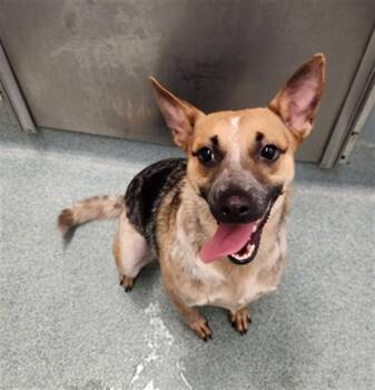 Phoebe A219671 -  Australian Cattle Dog Blue Heeler Dog for Adoption in Plano, Texas - Phoebe A219671 | PetCurious