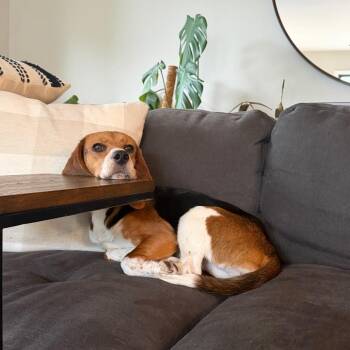Ranch Dip -  Beagle Dog for Adoption in Northbrook, Illinois - Ranch Dip | PetCurious