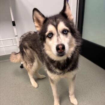 Purdy -  Husky Dog for Adoption in Abilene, Texas - Purdy | PetCurious