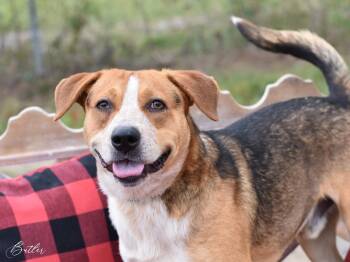 Butler -  Beagle Dog for Adoption in Spring, Texas - Butler | PetCurious