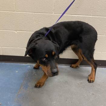 Mixed Breed Dogs Available for Adoption in Memphis, Tennessee - Apple | PetCurious