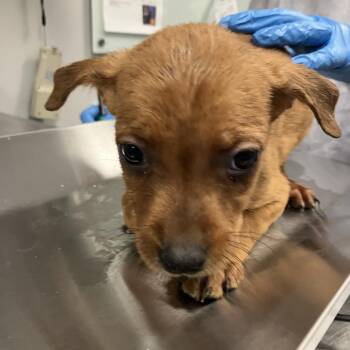 Macaroni -  Mixed Breed Dog for Adoption in Greenville, South Carolina - Macaroni | PetCurious