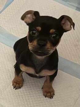 French Bulldog and Chihuahua Dogs Available for Adoption in Discovery Bay, California - Cosmo | PetCurious