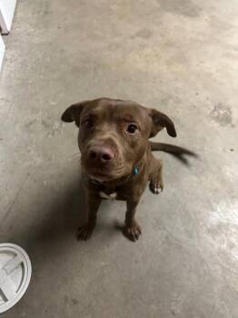 Labrador Retriever and Pit Bull Terrier Dogs Available for Adoption - Huckleberry | PetCurious