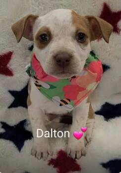Dalton -  Husky and Australian Cattle Dog Blue Heeler Dog for Adoption in Morton Grove, Illinois - Dalton | PetCurious