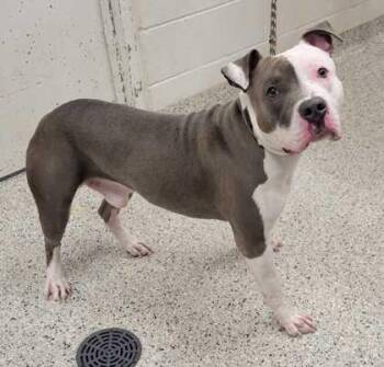 Folly -  Pit Bull Terrier and Mixed Breed Dog for Adoption in Kansas City, Missouri - Folly | PetCurious