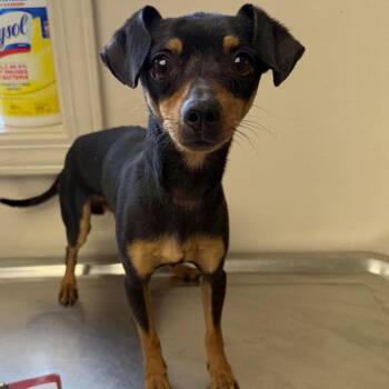 Miniature Pinscher and Chihuahua Dogs Available for Adoption - TUSC-Stray-83728 | PetCurious