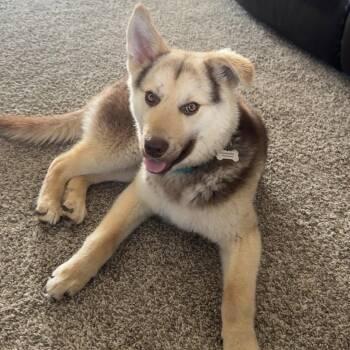 Rescue Husky Dogs for Adoption in Grand Forks, North Dakota - Meeko | PetCurious
