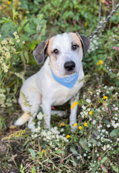 Rescue Anatolian Shepherd and American Staffordshire Terrier Dogs for Adoption in Ellijay, Georgia - Hawthorn | PetCurious