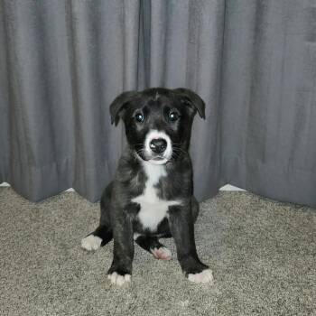 Border Collie and Pit Bull Terrier Dogs Available for Adoption - Hyacinth | PetCurious