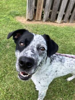 Rescue Australian Shepherd Dogs for Adoption in New Bern, North Carolina - Auggie | PetCurious
