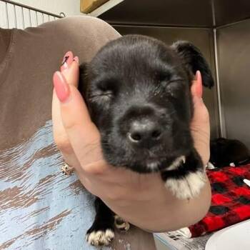Spice -  Mixed Breed Dog for Adoption in Edwardsville, Illinois - Spice | PetCurious