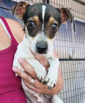 Twinkle -  Chihuahua and Rat Terrier Dog for Adoption in New York, New York - Twinkle | PetCurious