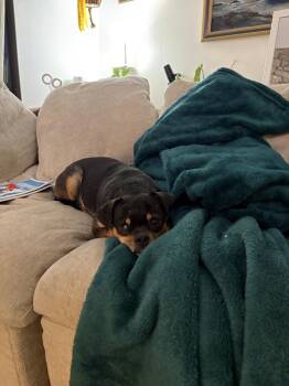 Pug and Rottweiler Dogs Available for Adoption - REGGIE | PetCurious