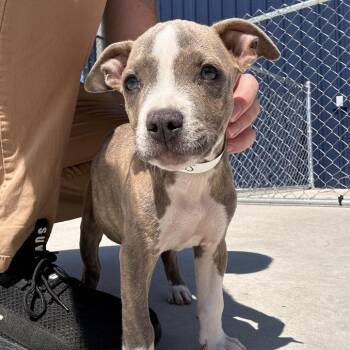 Winny -  Pit Bull Terrier Dog for Adoption in Matteson, Illinois - Winny | PetCurious