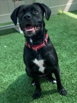 Rescue Pug and Mixed Breed Dogs for Adoption in Sarasota, Florida - CRICKET | PetCurious