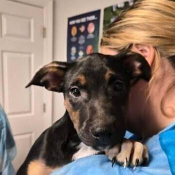 Cyrus -  Australian Cattle Dog Blue Heeler Dog for Adoption in Bolivar, Missouri - Cyrus | PetCurious