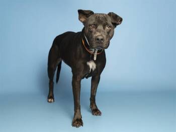 ROSARITA -  American Bulldog and Boxer Dog for Adoption in Phoenix, Arizona - ROSARITA | PetCurious