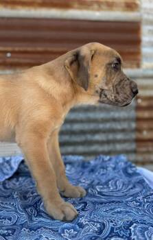 Rescue Great Dane and Black Labrador Retriever Dogs for Adoption in Mathis, Texas - Buster | PetCurious