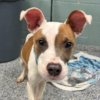 American Staffordshire Terrier Dogs Available for Adoption - Spring Roll | PetCurious