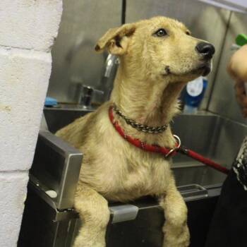 Basil -  Mixed Breed Dog for Adoption in Valley, Alabama - Basil | PetCurious