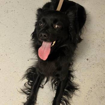 Siyah -  Terrier Dog for Adoption in Uniontown, Pennsylvania - Siyah | PetCurious