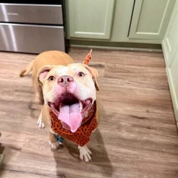 Charlie the Sunshine Sidekick -  American Bulldog and Pit Bull Terrier Dog for Adoption in Friendswood, Texas - Charlie The Sunshine Sidekick | PetCurious