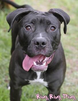 Pit Bull Terrier and Mixed Breed Dogs Available for Adoption in Mason, Michigan - Ring Ring Ding (surgery 5/27) | PetCurious