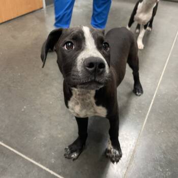 Rescue Pit Bull Terrier and Mixed Breed Dogs for Adoption in Dickinson, Texas - Bug | PetCurious