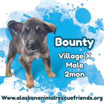 Bounty -  Husky and Shepherd Dog for Adoption in Anchorage, Alaska - Bounty | PetCurious