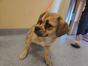 WENDY -  Pug and Shih Tzu Dog for Adoption in Tustin, California - WENDY | PetCurious