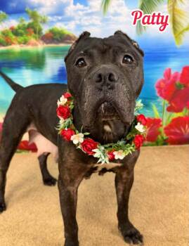 Patty -  Mixed Breed Dog for Adoption in Flint, Michigan - Patty | PetCurious