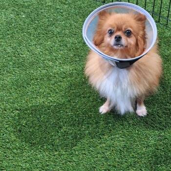 Bonbon 4880 -  Pomeranian Dog for Adoption in Loxahatchee Groves, Florida - Bonbon 4880 | PetCurious
