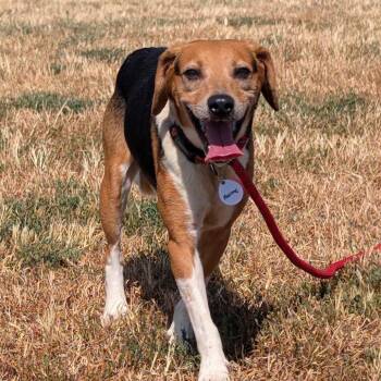 Hermie -  Beagle and Mixed Breed Dog for Adoption in Nowata, Oklahoma - Hermie | PetCurious