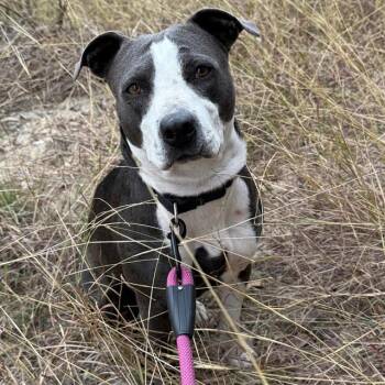 MIRA -  American Staffordshire Terrier Dog for Adoption in San Antonio, Texas - MIRA | PetCurious