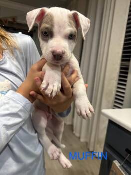 Rescue American Bulldog and Pit Bull Terrier Dogs for Adoption in Lutz, Florida - Muffin | PetCurious