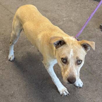 Cinnamon -  Mixed Breed Dog for Adoption in Las Cruces, New Mexico - Cinnamon | PetCurious