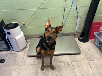 German Shepherd Dog and Mixed Breed Dogs Available for Adoption in Grand Prairie, Texas - LAURENT | PetCurious