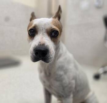 Honey Girl -  Terrier and Mixed Breed Dog for Adoption in Honolulu, Hawaii - Honey Girl | PetCurious