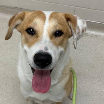 Border Collie Dogs Available for Adoption in Murray, Utah - Indie | PetCurious