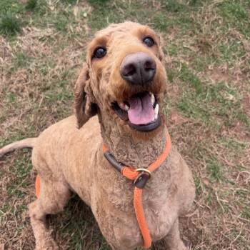 Rescue Golden Retriever and Poodle Dogs for Adoption in York, Pennsylvania - Ember | PetCurious