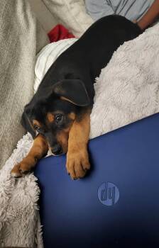 Rescue Mixed Breed Dogs for Adoption in Plano, Texas - Dancer | PetCurious